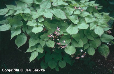  Epimedium x rubrum 